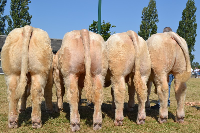 Ensemble mles CADOUX 2016